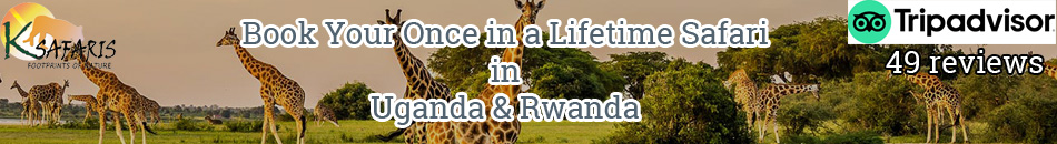 Best Rwanda Tour Operators Unbiased With Reviews