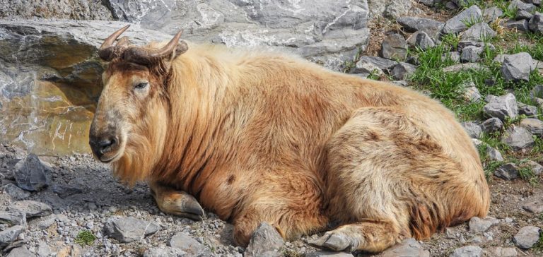 Bhutan Takin | TravellersQuest