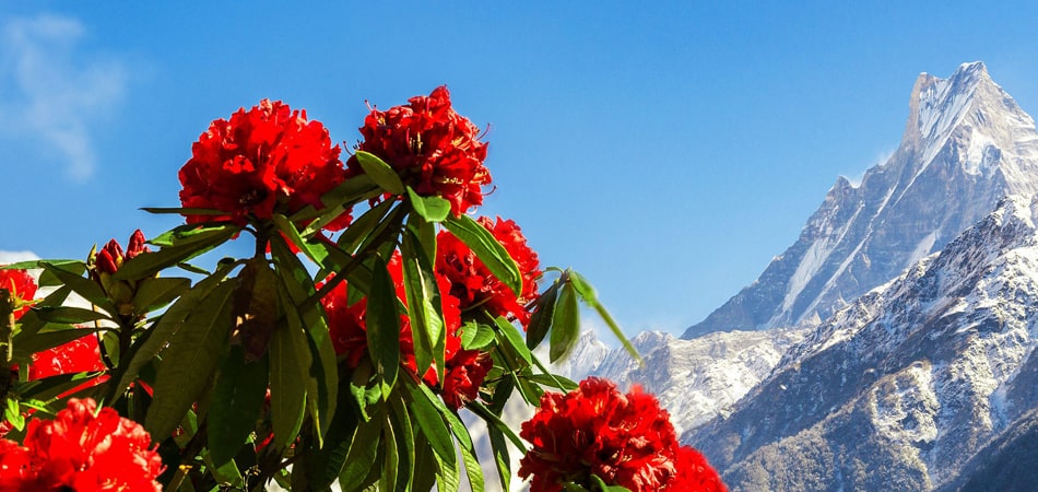 National Flower Of Nepal