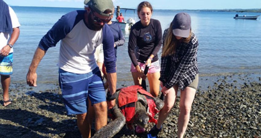 Turtle Conservation in Mexico - Over 20,000 Happy Volunteers since 2003