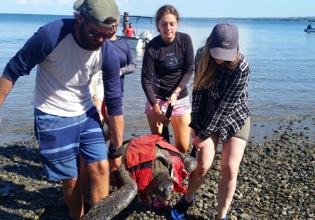 Sea-turtle Conservation in Costa Rica - Over 20,000 Happy Volunteers since 2003