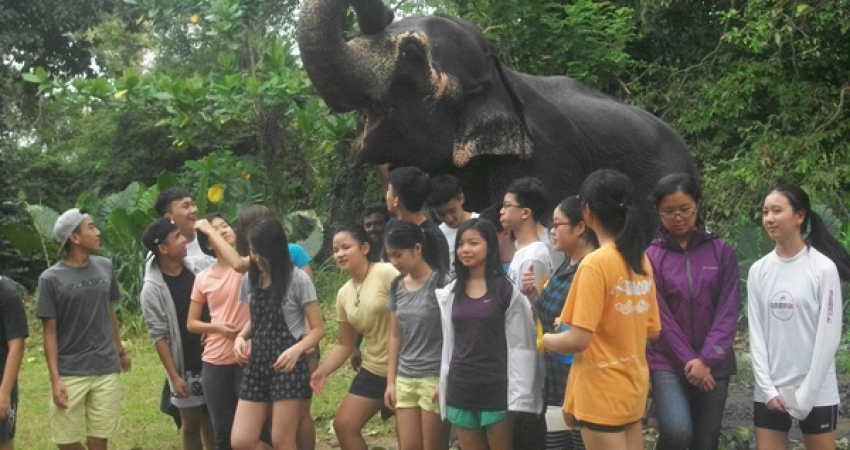 Volunteering in Pinnawala Sri lanka With Elephants-Over 22000 Happy Volunteers Since 2006