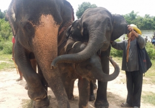 Volunteer With Elephants In Thailand-Over 22,000 Happy Volunteers since 2006