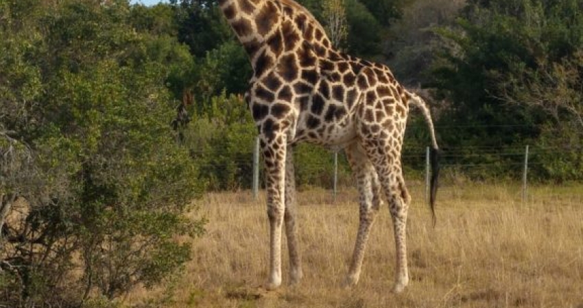 Save Our Wildlife in Namibia - Over 20,000 Happy Volunteers since 2003