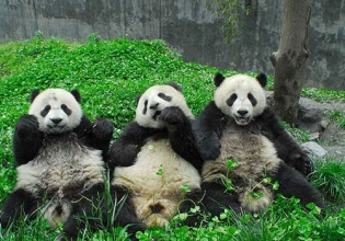 Panda Conservation in China - Over 20,000 Happy Volunteers since 2003