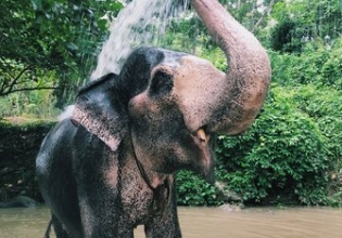 Elephant Experience in Thailand- Over 20,000 Happy Volunteers since 2003