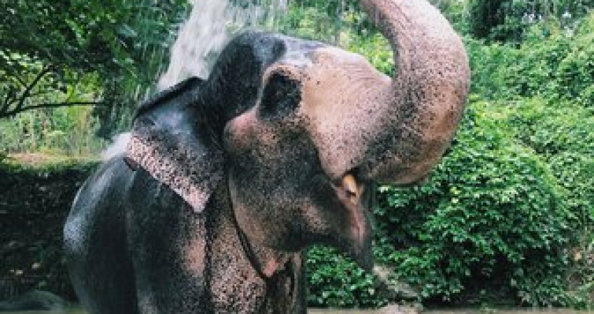 Elephant Experience in Thailand- Over 20,000 Happy Volunteers since 2003