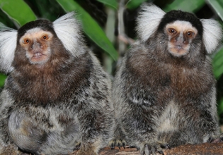 Costa Rica Wildlife Sanctuary Volunteer- Over 22000 Happy Volunteers Since 2006