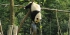 Volunteer Panda Conservation China-Trusted By 18000 Volunteers Since 1998