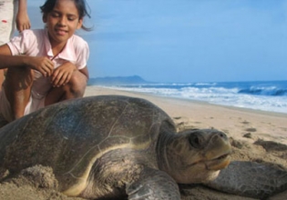 Turtle Conservation Internship in Mexico - Lowest Fees & Trusted since 2003