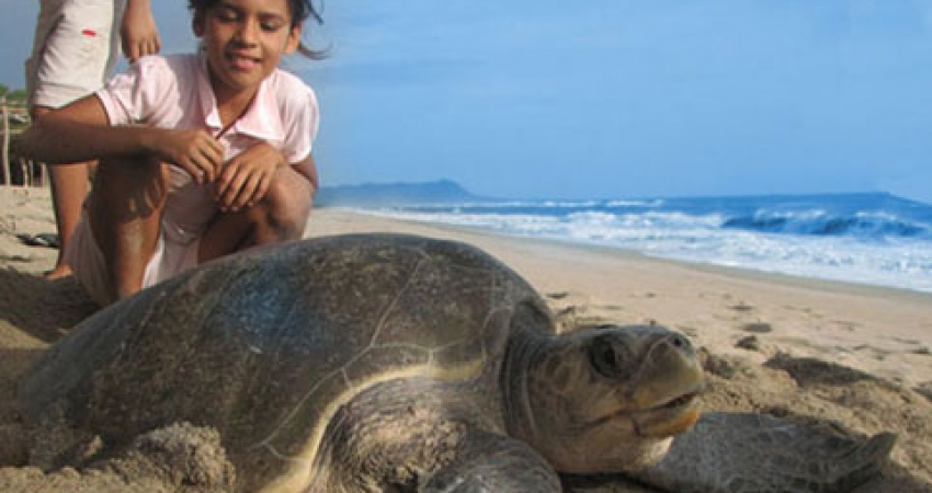 Turtle Conservation Internship in Mexico - Lowest Fees & Trusted since 2003