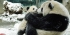 Panda Conservation Internship in China - Lowest Fees & Trusted since 2003