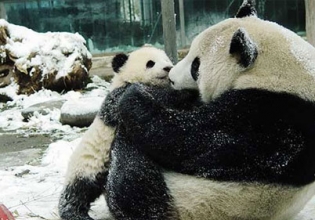 Panda Conservation Internship in China - Lowest Fees & Trusted since 2003