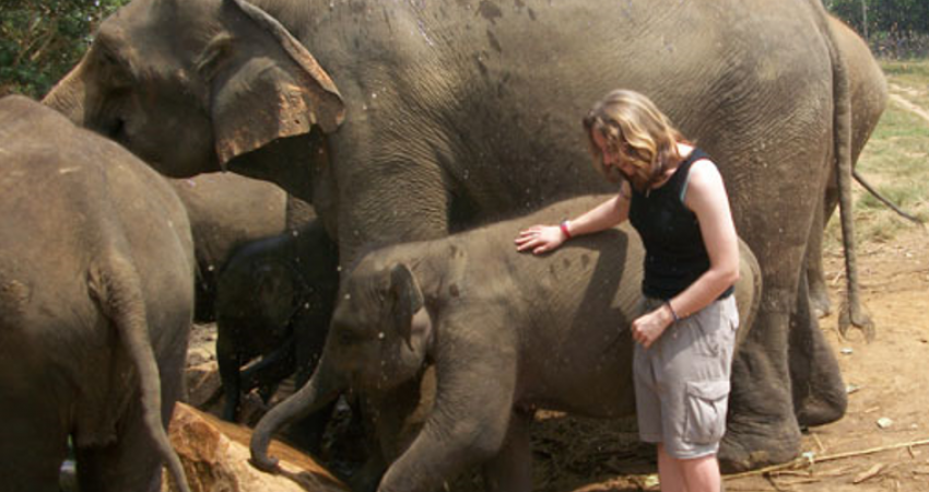 Elephant Conservation Internship in Sri Lanka - Lowest Fees & Trusted since 2003