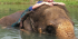 Elephant Hug and Care Program