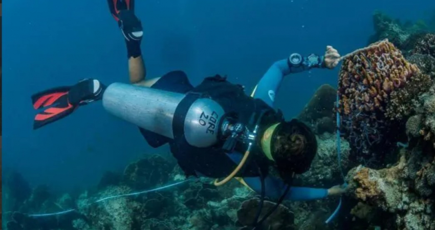 Coral Reef Conservation & Diving Project, Thailand