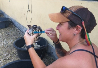 Turtle Conservation and Rehabilitation Volunteer in Bali