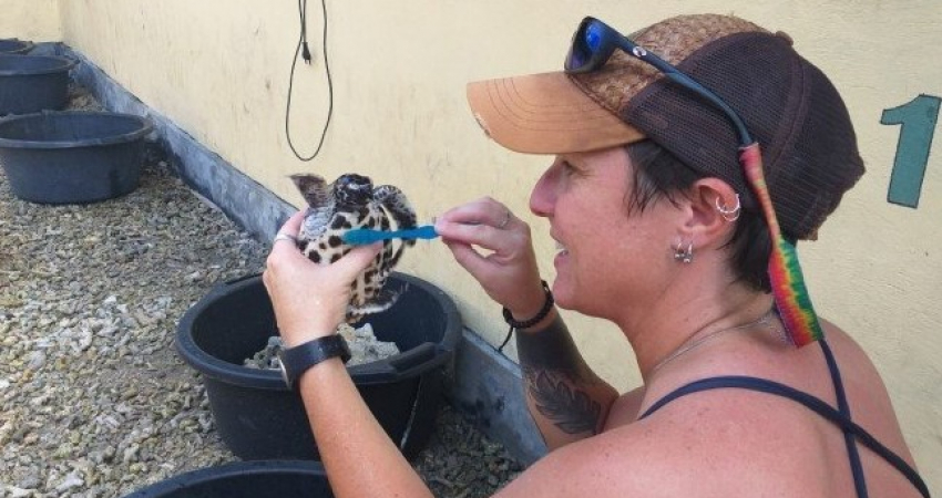 Turtle Conservation and Rehabilitation Volunteer in Bali