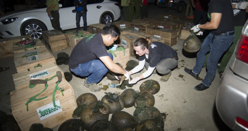 Wildlife Rescue and Rehabilitation in Vietnam