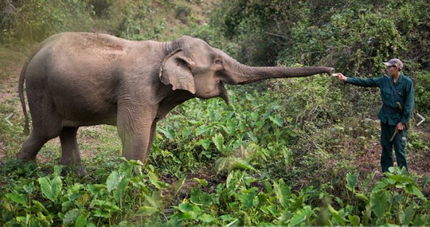 Elephant Conservation Center Discovery