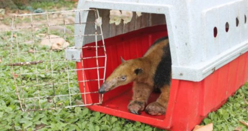 Volunteer in a Wildlife Sanctuary in Bolivia