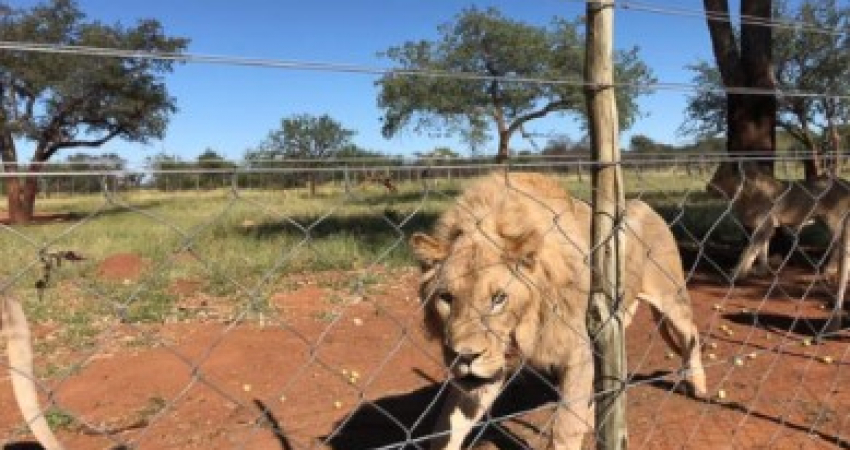 Lion Rescue and Rehabilitation South Africa