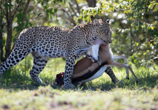 Masai Mara National Reserve Flying Safari Package - 3 Days