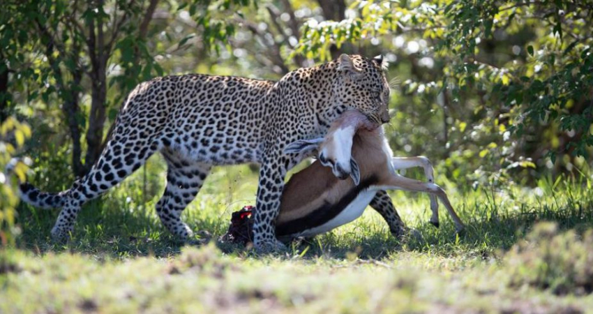 Masai Mara National Reserve Flying Safari Package - 3 Days