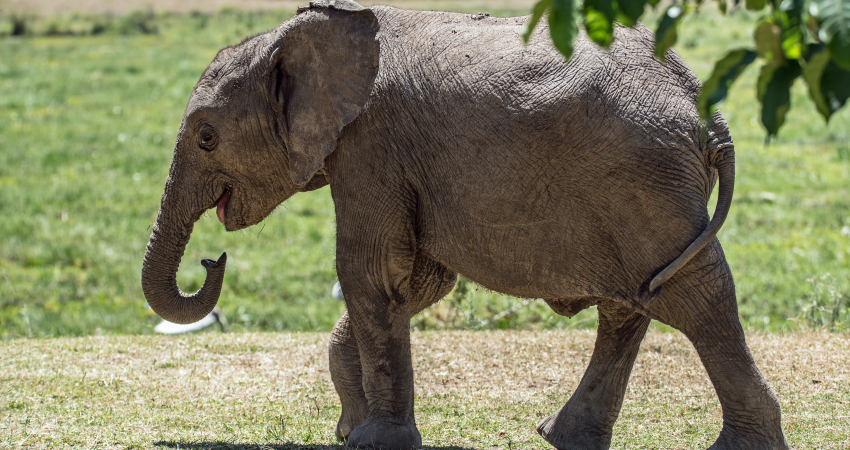 Classic Luxury Masai Mara Migration with Mara Engai