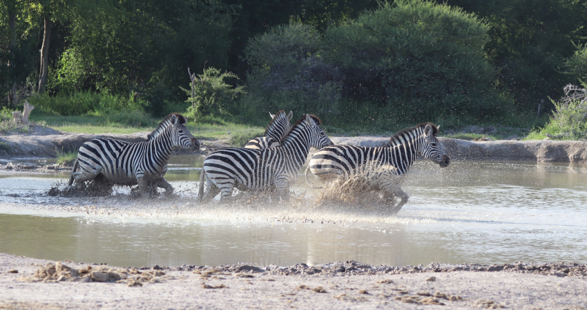 Moremi Hippo safari