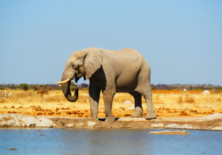 8 Day Wilderness & Desert Trail: Okavango & Kalahari - Wild Camping Safari