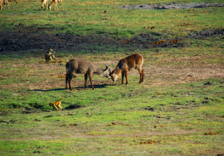 Moremi Heritage Blue Ribbon Safari