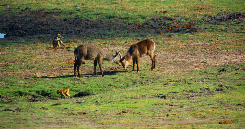 Moremi Heritage Blue Ribbon Safari