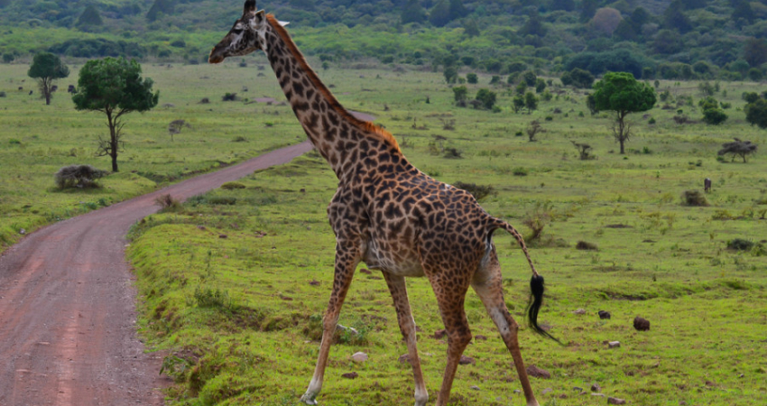 4 Day Etosha National Park and Swakopmund (Camping)