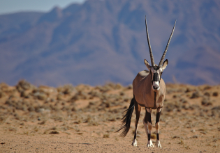 6 Day Taste of Namibia