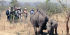 Rhino Walk In The Mosi Oa Tunya National Park