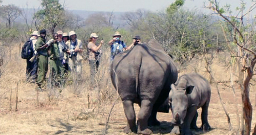 Rhino Walk In The Mosi Oa Tunya National Park