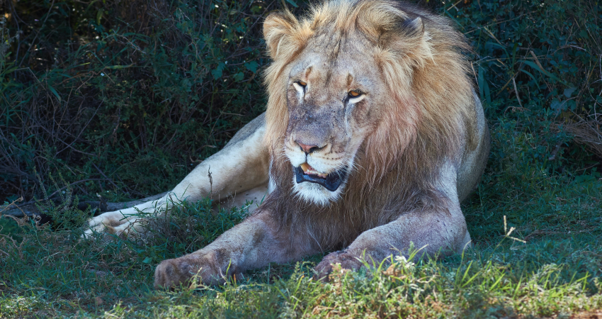 THE DJA BIODIVERSITY RESERVE SAFARI