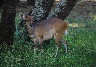 4 DAYS TOUR TO LOPE NATIONAL PARK