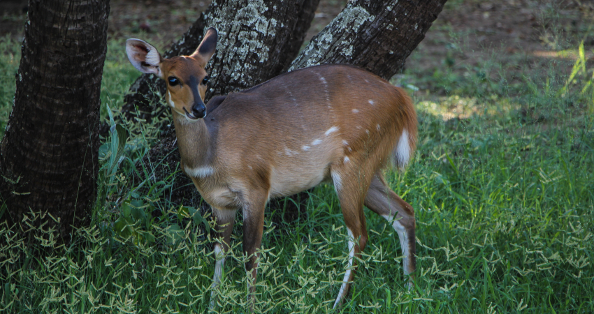 4 DAYS TOUR TO LOPE NATIONAL PARK