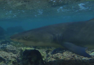 Shark Watching in Cape Verde