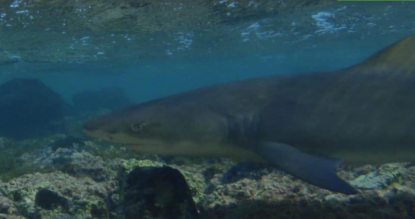 Shark Watching in Cape Verde