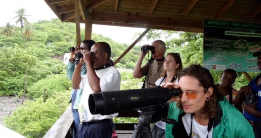 GRENADA BIRD WATCHING TOUR