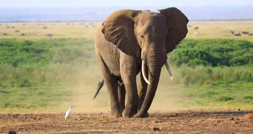 tsavo west/ amboseli national park