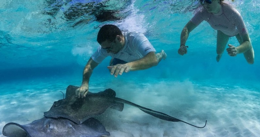 STINGRAY CITY, CORAL GARDENS AND TURTLE LAGOON SWIM