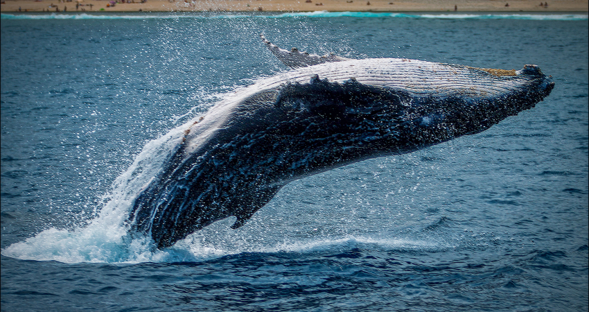 Tonga Whale Encounters