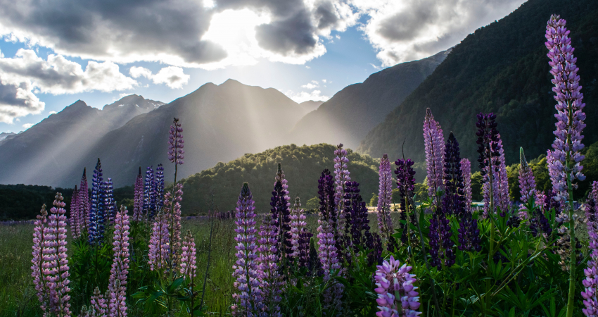 Waitomo, Rotorua and Hobbiton - 3 Days