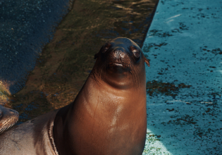 Cadzand: Seal Discovery Boat Tour