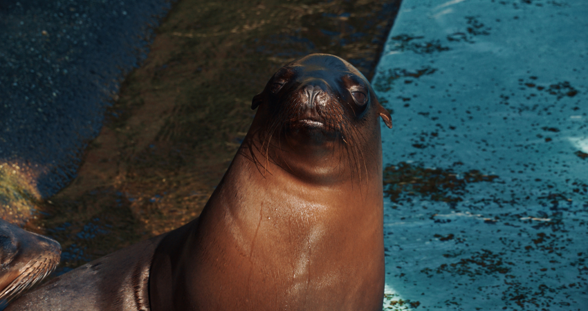 Cadzand: Seal Discovery Boat Tour