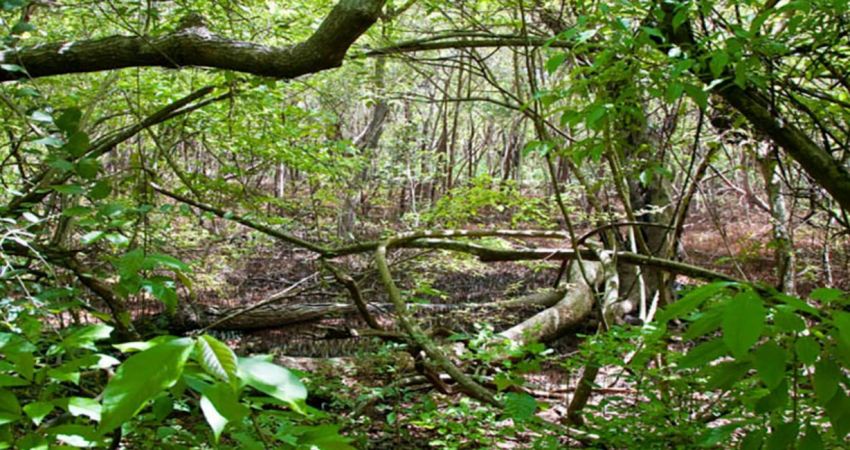 RAINFOREST TOUR IN TOBAGO